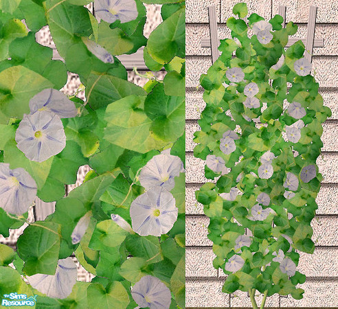 Sims 2 — Climbing Flower - BlueStar Morning Glory by Bitzybus — *recolor* Blue Star Morning Glory
