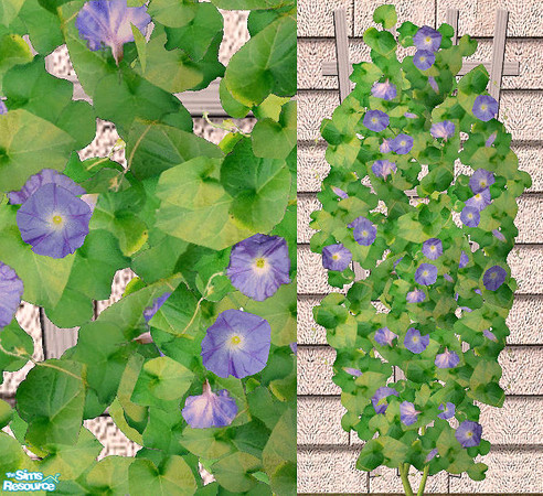 Sims 2 — Climbing Flower - Blue Morning Glory by Bitzybus — *recolor* Blue Morning Glory