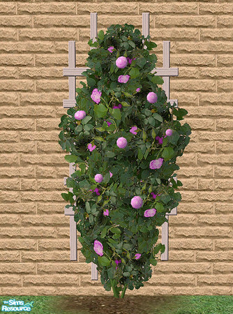 Sims 2 — Climbing Roses - Light Purple by Bitzybus — Recolor of the climbing rose.