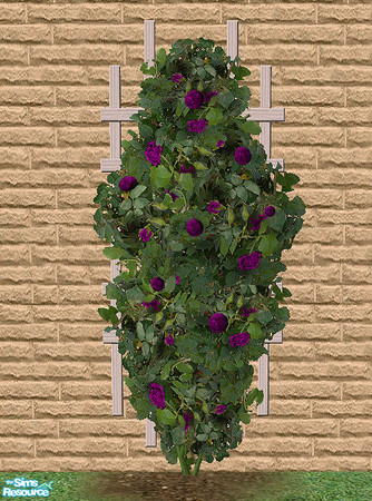Sims 2 — Climbing Roses - Dark Purple by Bitzybus — Recolor of the climbing rose.