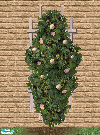 Sims 2 — Climbing Roses - Champagne by Bitzybus — Recolor of the climbing rose.