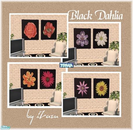 Sims 2 — Black Dahlia by iZazu — Set includes 8 Pictures for spring theme week! by iZazu.. TSRAA