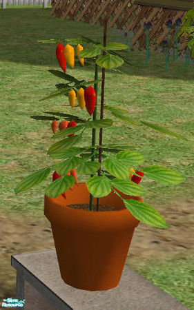 Sims 2 — Harvestable Potted Peppers MESH by Simaddict99 — Perfect for indoors and out. Can be placed on ground as well as