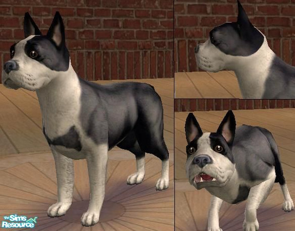 Sims 2 — Boston terrier by kitchiki — Just look at the sims boston! It\'s scary!