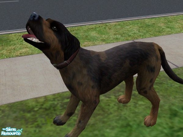 Sims 2 — Aen by alexjov — Friendly and lovely dog...take her home today!