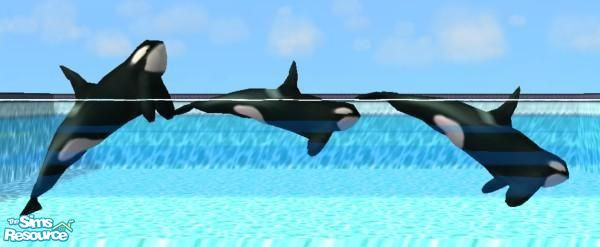 Sims 2 — Orcas (Killer Whales) by Suiryuue — Here's an Orca to add to your Sim Zoo. It was made for a pond. I used the