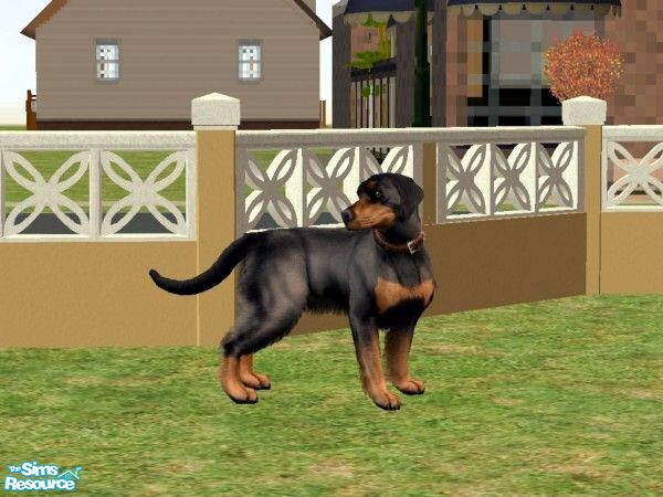 Sims 2 — Arnie by qvisn — Rotty cross german shepheard. by qvisn