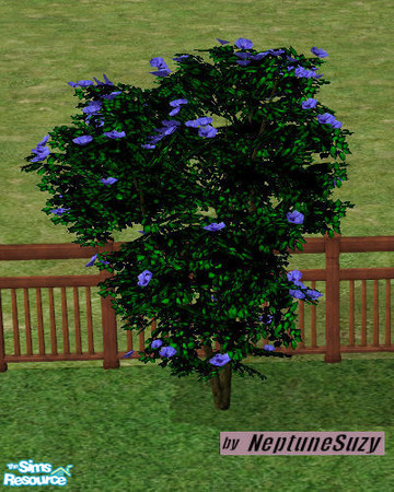 Sims 2 — NSC Landcape Plant - Midbiscus 7   by Neptunesuzy — Your Sims will love this flowering shrub with bright blue