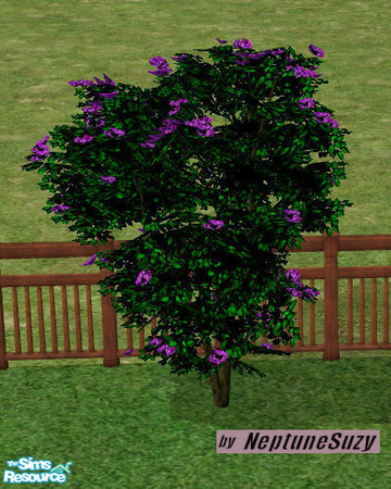 Sims 2 — NSC Landcape Plant - Midbiscus 6 by Neptunesuzy — Your Sims will love this flowering shrub with bright purple