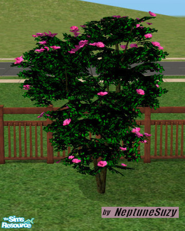 Sims 2 — NSC Landcape Plant - Midbiscus 5 by Neptunesuzy — Your Sims will love this flowering shrub with bright pink