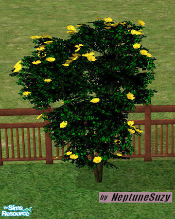 Sims 2 — NSC Landcape Plant - Midbiscus 8 by Neptunesuzy — Your Sims will love this flowering shrub with bright yellow