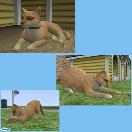 Sims 2 — Sophie by LaurieR — She is orange, yellow, and white. She is waiting for a loving home.