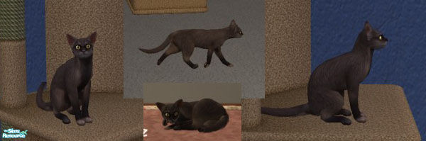 Sims 2 — Burmese Cat- Sable by christinarose — A more realistic version of the Maxis Burmese Cat breed. (Prettier too!)