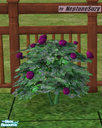 Sims 2 — NSC Landcape Roses 5 by Neptunesuzy — Your Sims will love these Roses with newly purple colored flowers and
