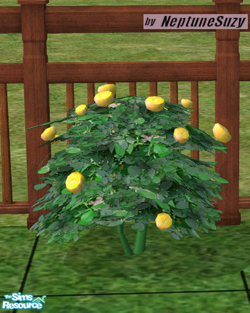 Sims 2 — NSC Landcape Roses 4 by Neptunesuzy — Your Sims will love these Roses with newly yellow colored flowers and