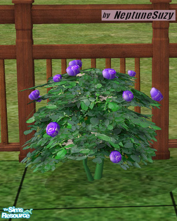Sims 2 — NSC Landcape Roses 3 by Neptunesuzy — Your Sims will love these Roses with newly blue purple colored flowers and