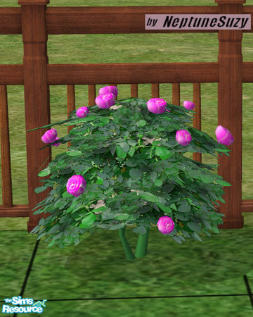 Sims 2 — NSC Landcape Roses 2 by Neptunesuzy — Your Sims will love these Roses with newly pink colored flowers and