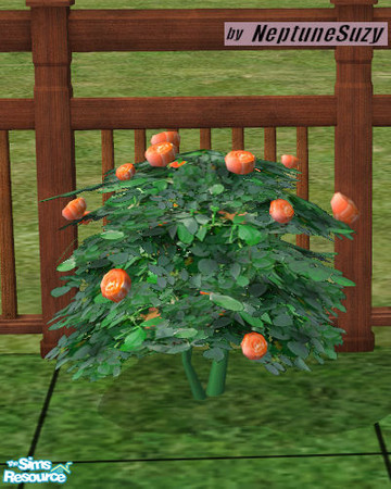 Sims 2 — NSC Landcape Roses 1 by Neptunesuzy — Your Sims will love these Roses with newly orange peach colored flowers