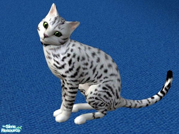 Sims 2 — Ocicat by qvisn — Black and white, friendly and clever. by qvisn