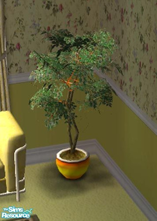 Sims 2 — MRC China Doll Plant by MidnightRose — A China Doll plant in a bright pot. Created by Midnight Rose