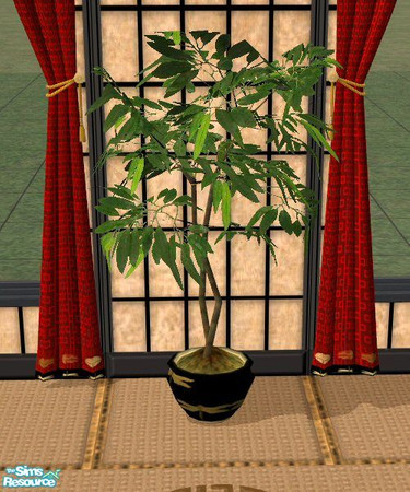 Sims 2 — Oriental Fig Tree Pot by Nikki041498 — The tree is the same...only the pot has changed. Black Porcelain with
