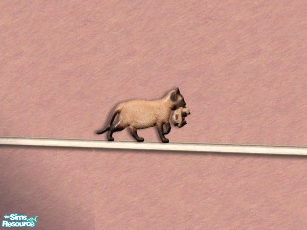 Sims 2 — Wall decor - pointed cat by Bitzybus — Pointed cat with a kitten to decorate the walls with, looks like the cat
