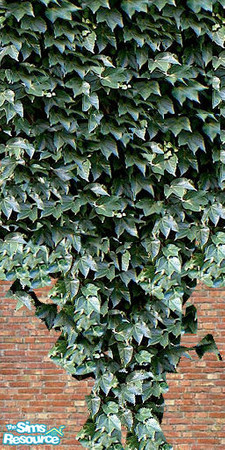 Sims 2 — ~Ivy Root by oldmember_Samharr01 — from ~the ivy set~by samharr