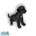 Sims 1 — Sheba by TSR Archive — Sheba is a black Lab with white markings and done as a request.