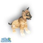 Sims 1 — Gold Shep by TSR Archive — This golden germain shepard just came back from training and waiting a good home.