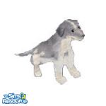 Sims 1 — GreyRacer by TSR Archive — Racer is a smart greyhound, in training. Done as a request. 