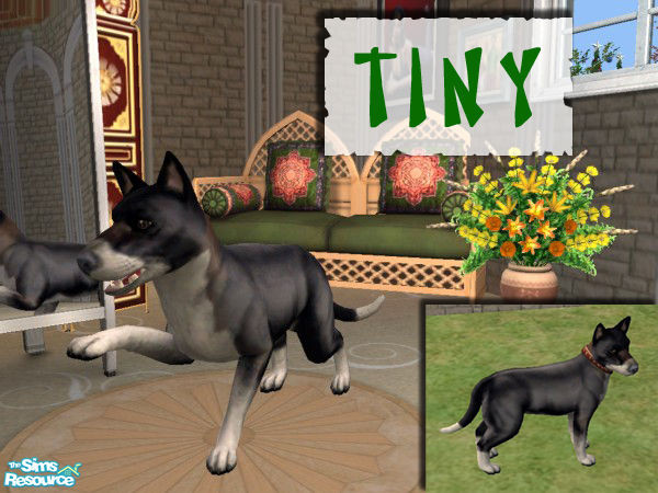 Sims 2 — Tiny by kazakh — One of my dogs, her name is Tiny but acutally she is a big one. She is a husky mixture.