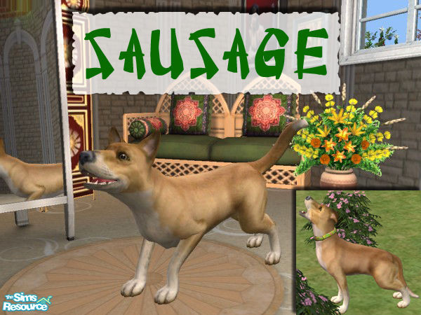 Sims 2 — Sausage by kazakh — One of my dogs, his name is Sausage. His mom is my Tiny (a half-husky), daddy is a