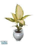 Sims 1 — Bowmanii by s_angel — This plant is tall, strong, with a sturdy pot. It's perfect for livingroom.